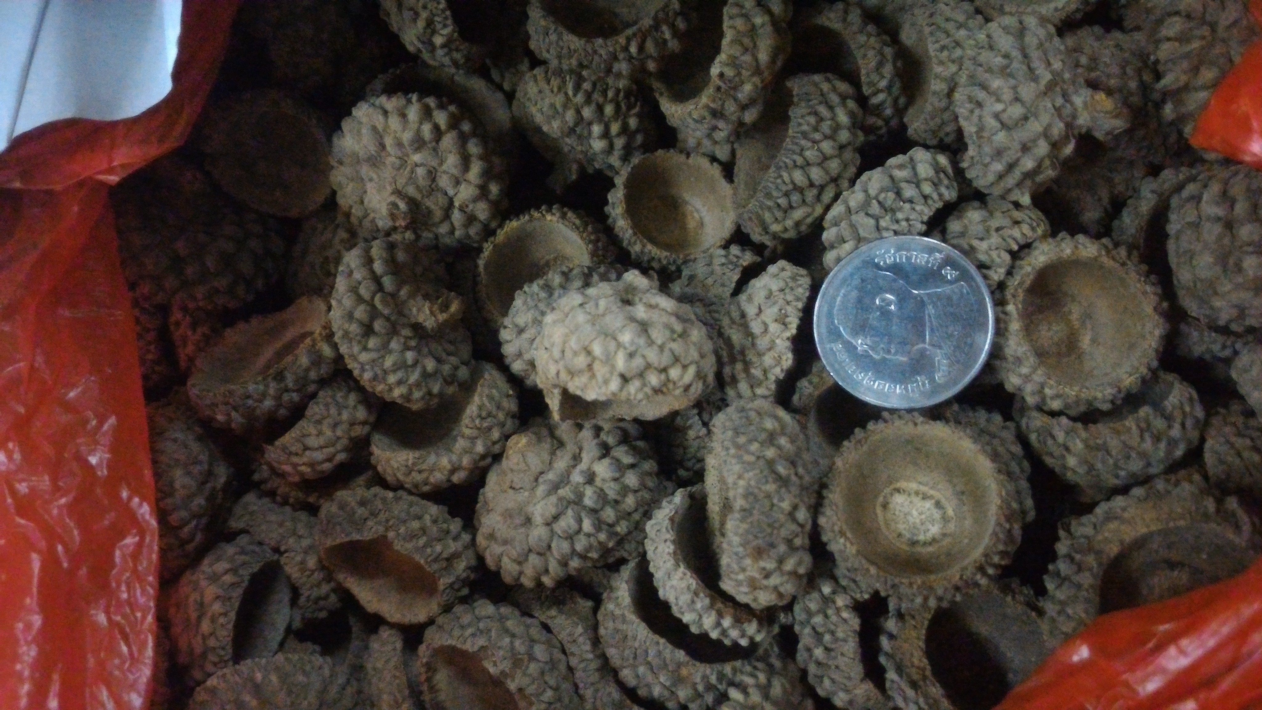 จุกลูกโอ๊ค - Acorn Cupule 20 ชิ้น (คละไซส์ เส้นผ่านศูนย์กลาง 1.5-2.5 ซม.)