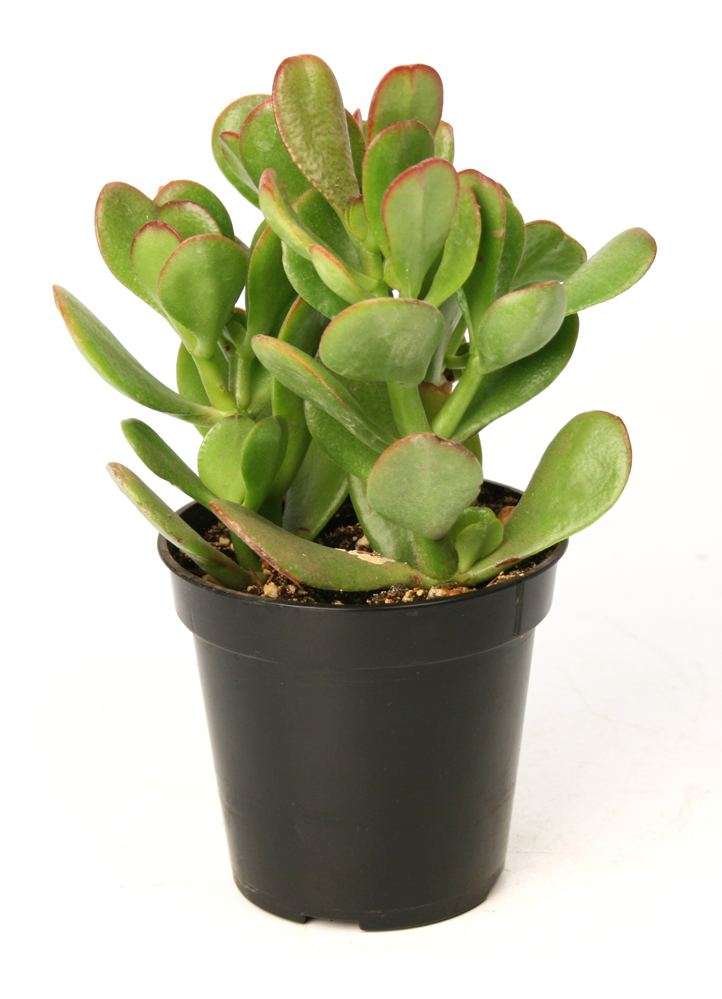 คลาสซูล่า - Jade Plant (Crassula ovata)