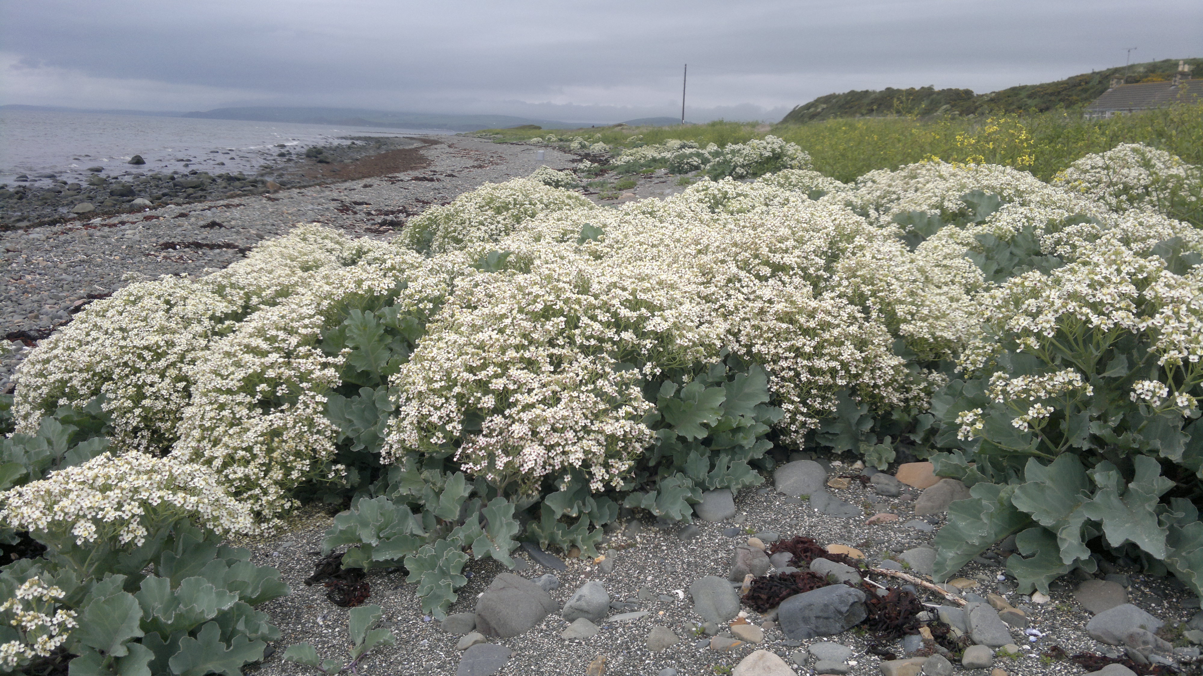 เคลทะเล - Sea Kale