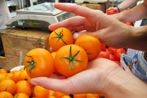 มะเขือเทศจูบิลีสีทอง - Golden Jubilee Tomato