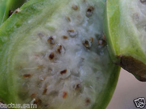 พริคลี่แพร์ผลสีขาว - White fruit Prickly Pear