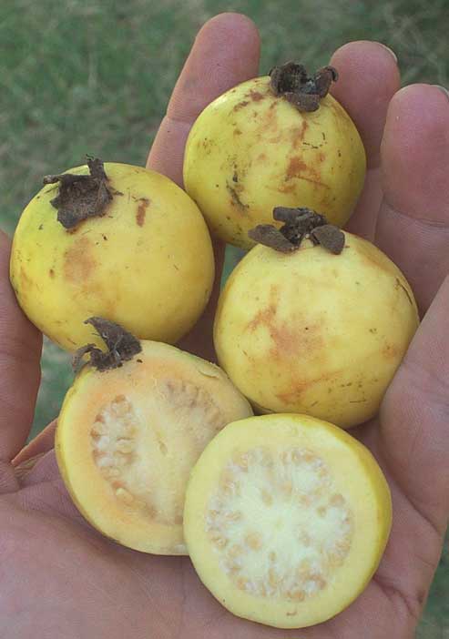 ฝรั่งสตรอเบอรี่สีเหลือง - Yellow Strawberry Guava