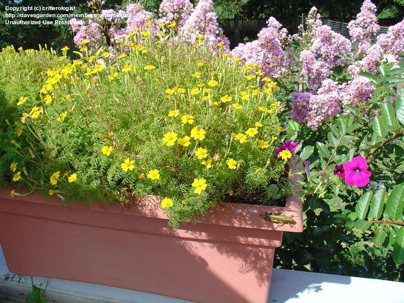 ดาวเรืองเลม่อนเจ็ม - Lemon Gem Tagetes