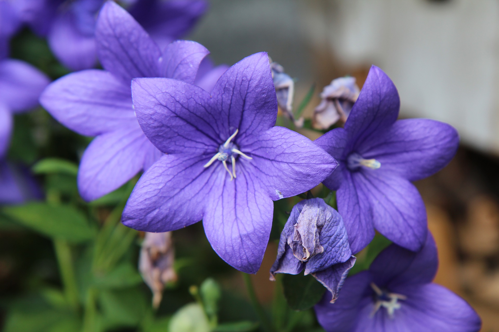 ดอกบอลลูนสีฟ้า - Blue Balloon Flower (Platycodon grandiflorus)