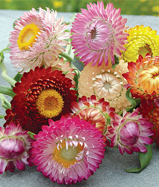 ดอกกระดาษคละสี - Mixed Strawflower