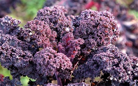 เคลใบหยิกสีแดง - Scarlet Curly Kale