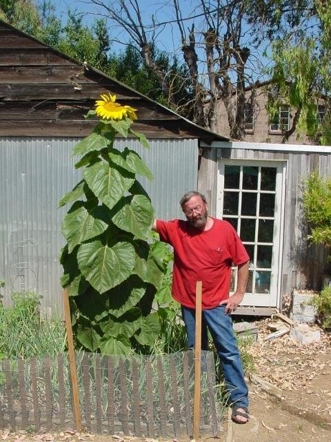 ทานตะวันเกรย์สตริป - Grey Strip Sunflower