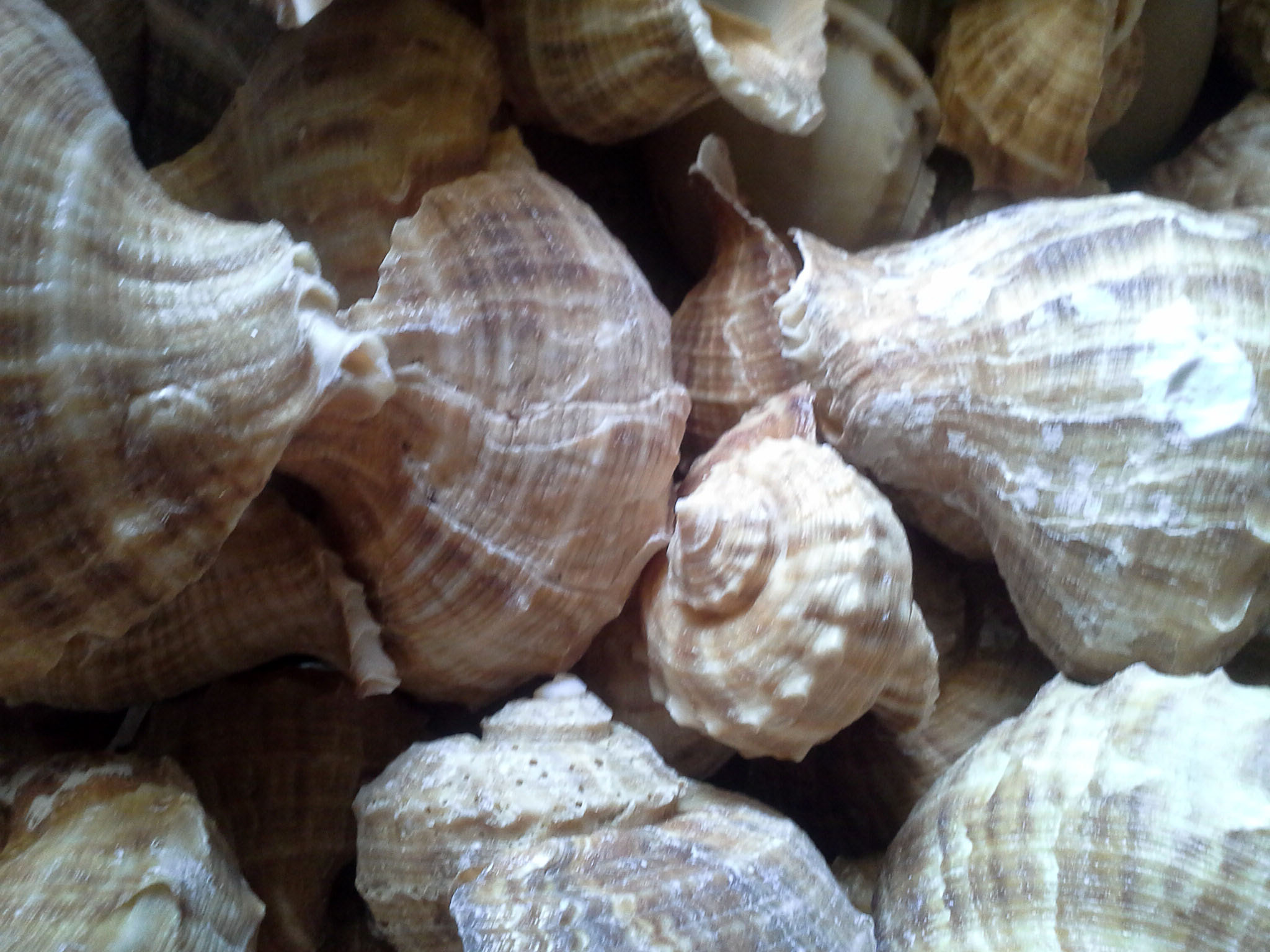 หอยกระโปรงชั่งกิโล