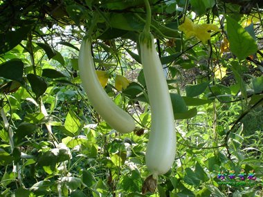 บวบหอมสีขาว - Chinese White Jade Luffa