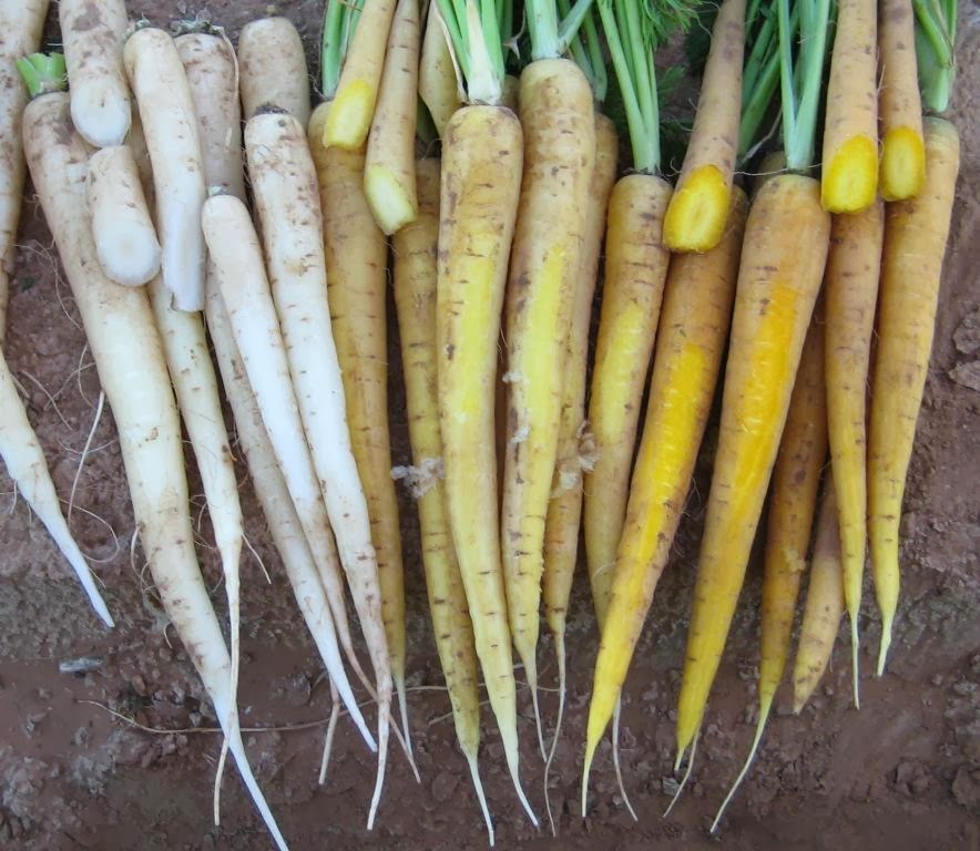 แครอทสีเหลือง - Solar Yellow Carrot