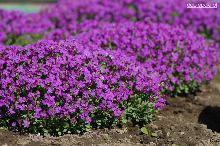 ออเบรต้าสีม่วง - Purple Aubreta