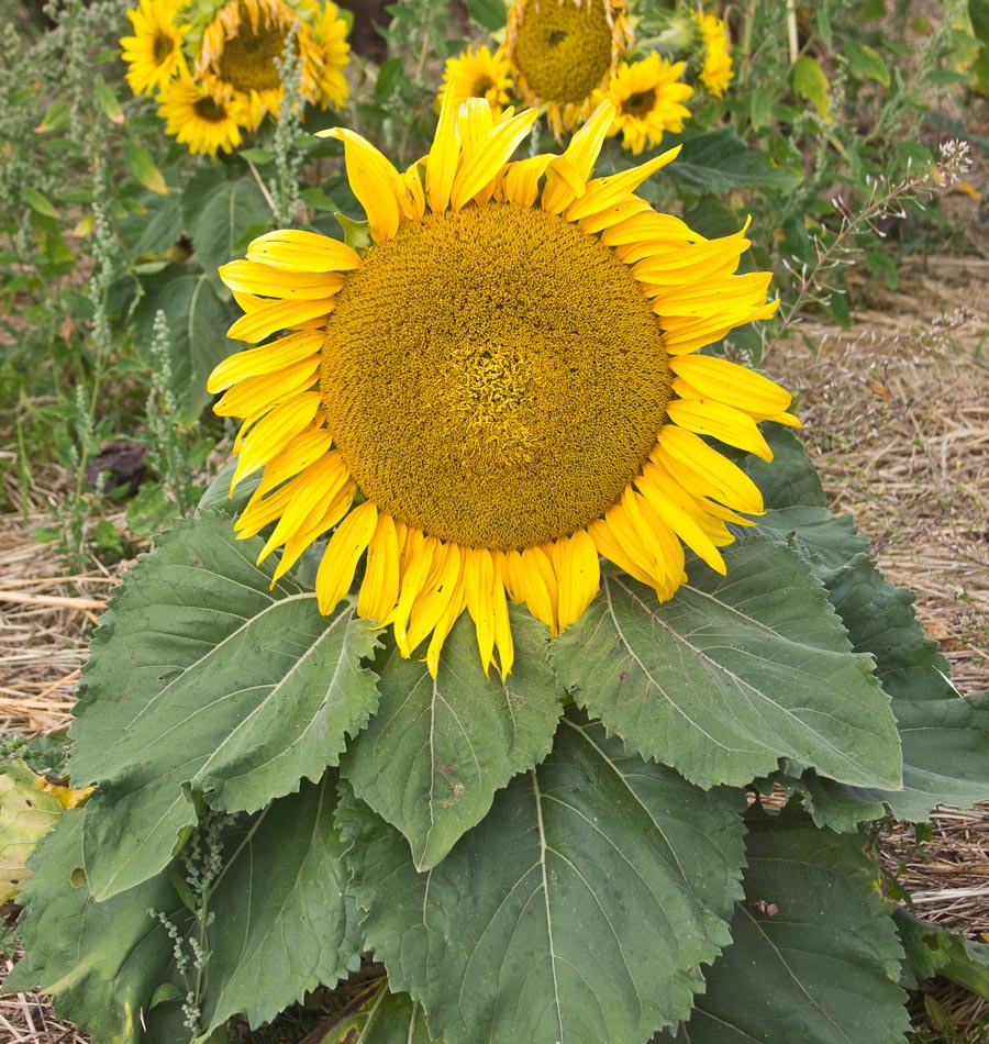 ทานตะวันซันสปอต - Sunspot Sunflower