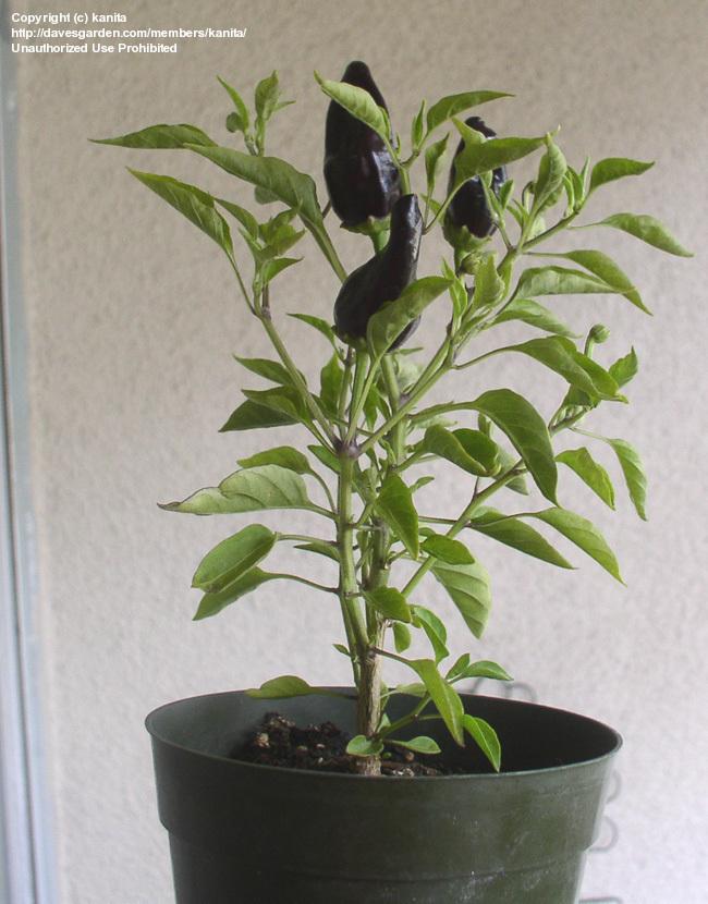 พริกฮังการีสีดำ - Black Hungarian Pepper