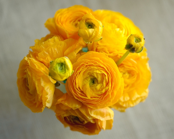 รานันคูลัส - Ranunculus