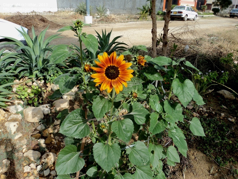 ทานตะวันเรดซัน - Red Sun Sunflower