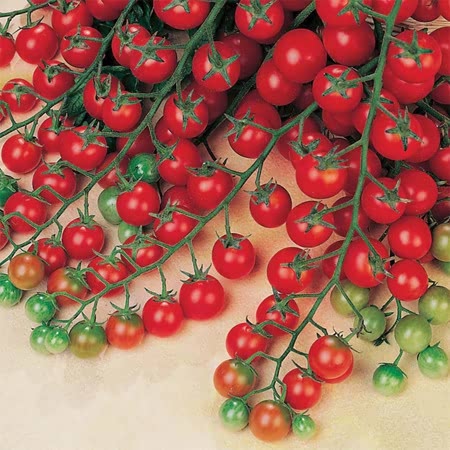 มะเขือเทศสวีทซัคเซส F1 - Sweet Success Tomato F1 (หวาน 7-10 Brix)