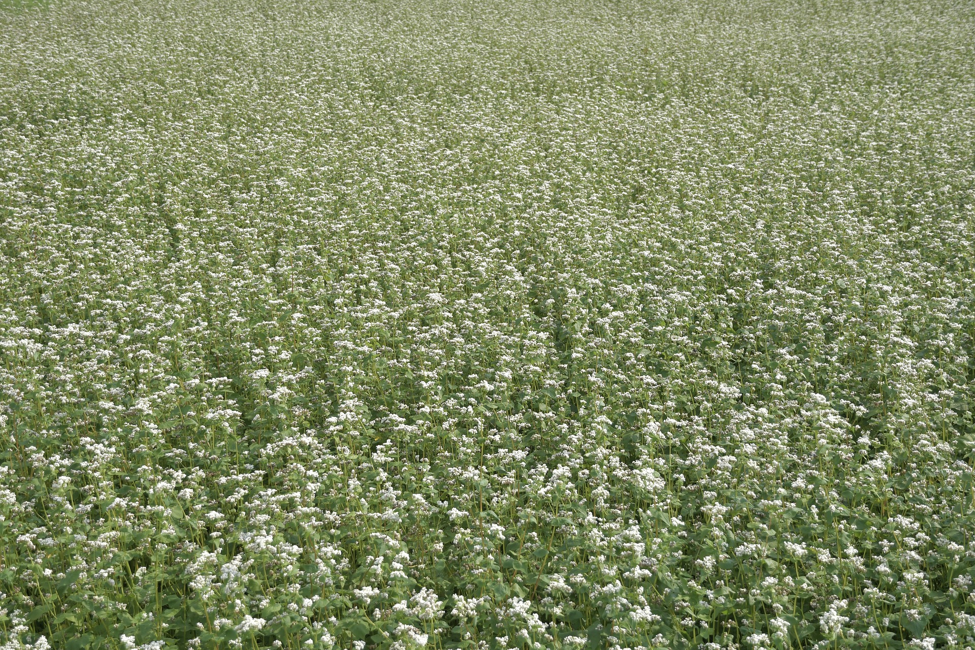 บักวีต, โซบะ - Buckwheat (Fagopyrum esculentum)