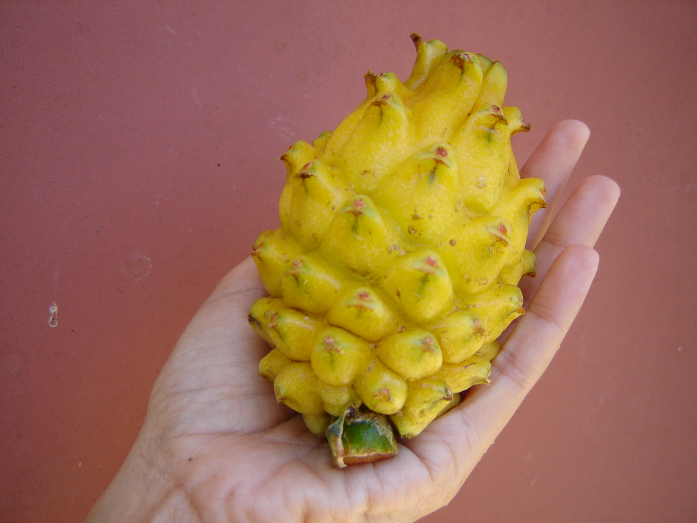 กิ่งแก้วมังกรเวียดนามสีเหลือง - Hylocereus megalanthus