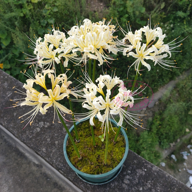 หัวลิลลี่แมงมุมสีขาว - White Straw Spider Lily (Lycoris Sp.) 1 หัว