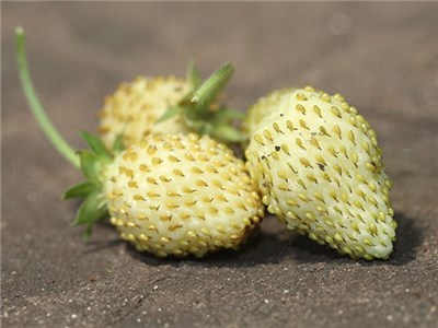 สตรอเบอรี่เยลโลวันเดอร์ - Yellow Wonder Strawberry