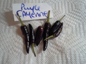 พริกคาเยนสีม่วง - Purple Cayenne Pepper