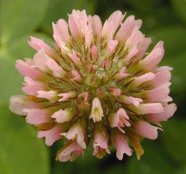 โคลเวอร์สตรอว์เบอร์รีปาเลสไตน์ - Strawberry Palestine Clover