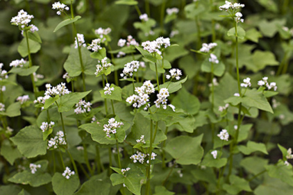 บักวีต, โซบะ - Buckwheat (Fagopyrum esculentum)
