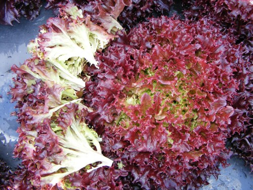 ผักสลัดโลล่าโรสซ่า - Lolla Rossa Lettuce