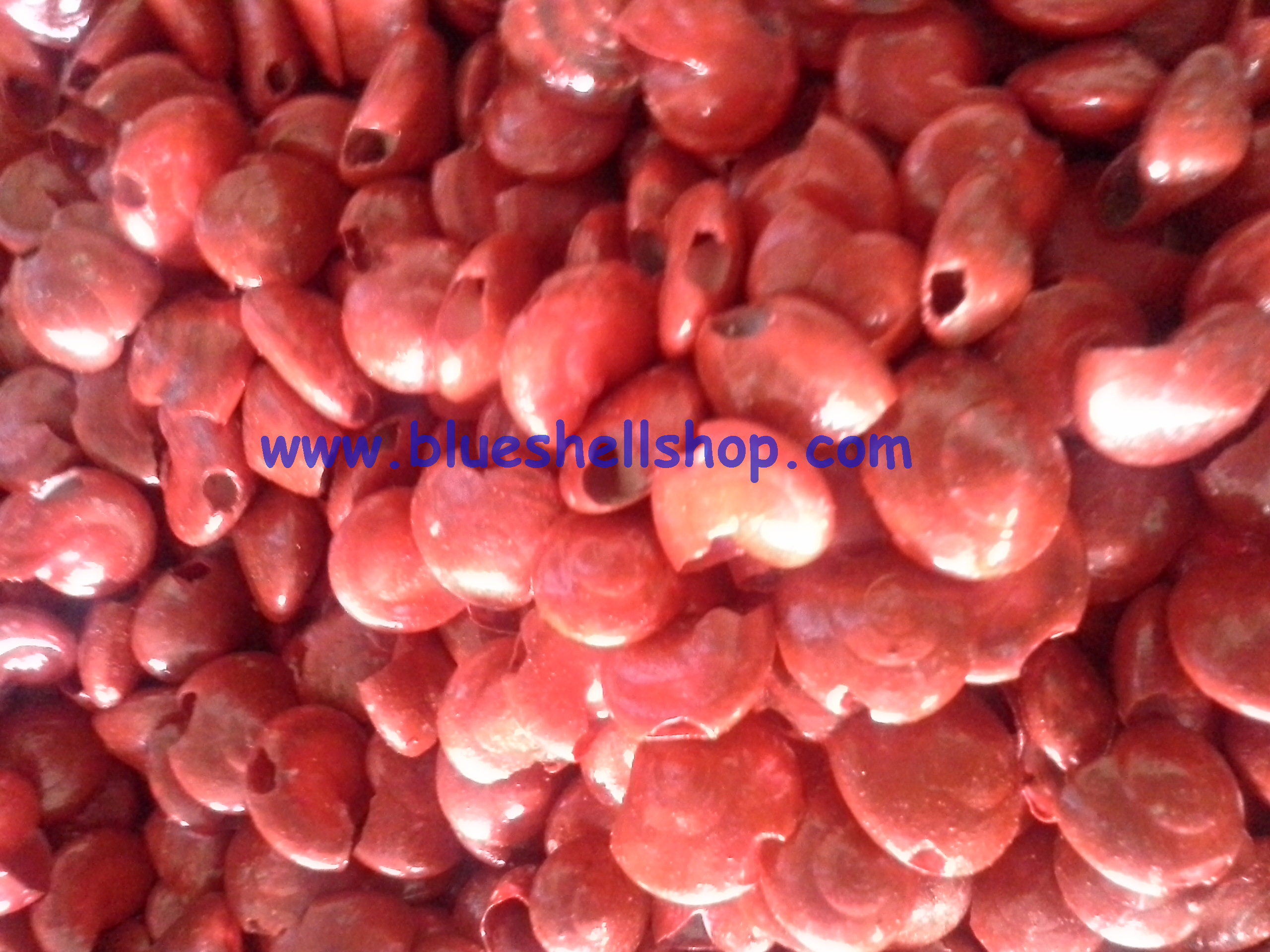 หอยทับทิมแดง