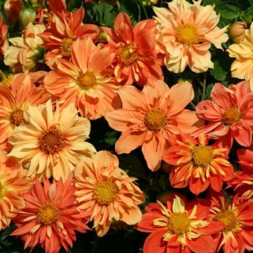 รักเร่ซันนี่เร็กเก - Sunny Reggae Dahlia