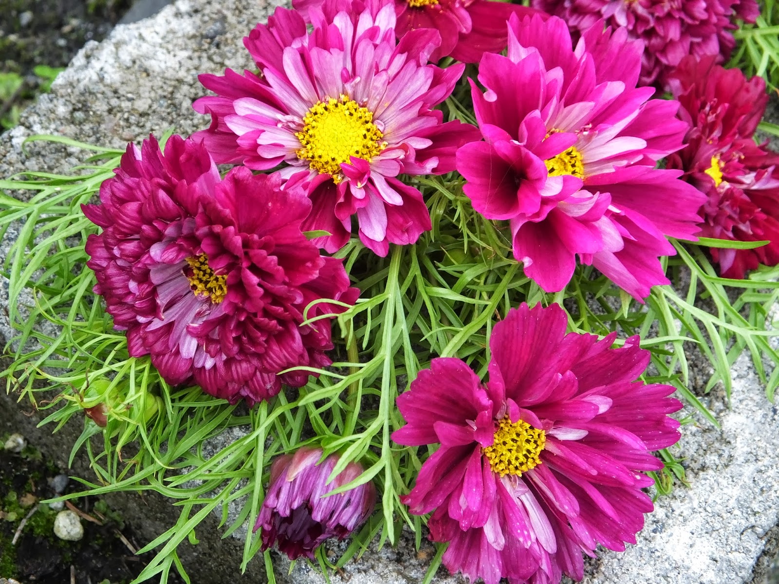 ดาวกระจายดอกซ้อนสีบานเย็น - Double Click Cranberries Cosmos