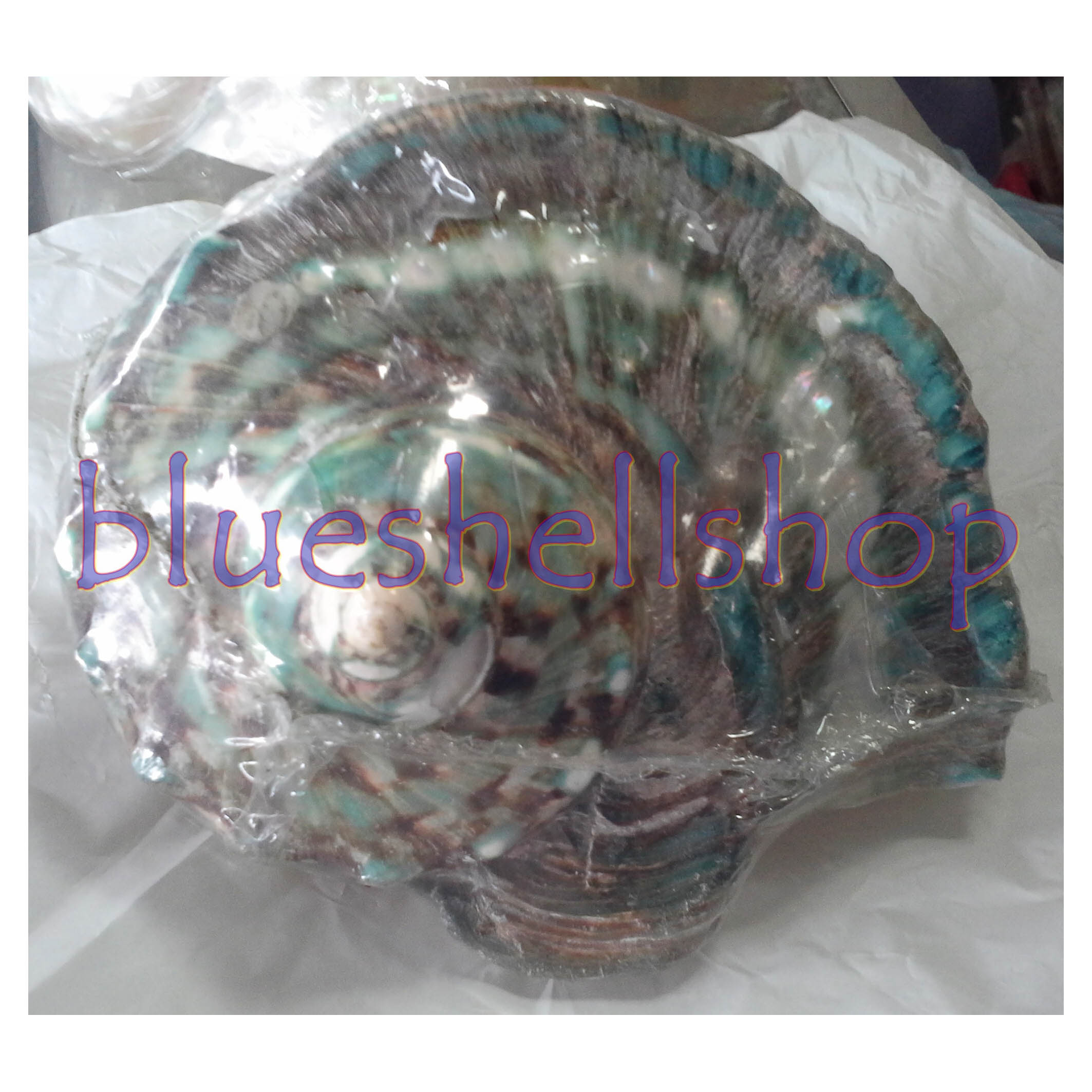 หอยมุกไฟขัดเขียว