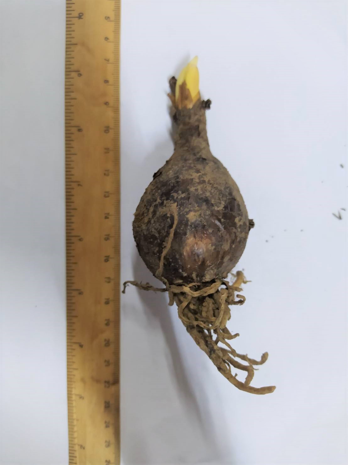 หัวลิลลี่แมงมุมสีฟ้า - Electric Blue Spider Lily (Lycoris Sprengeri) 1 หัว