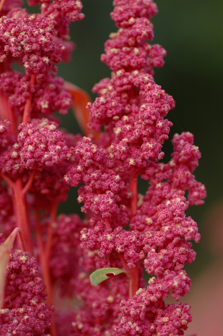 ควินัวสีแดง - Red Head Quinoa