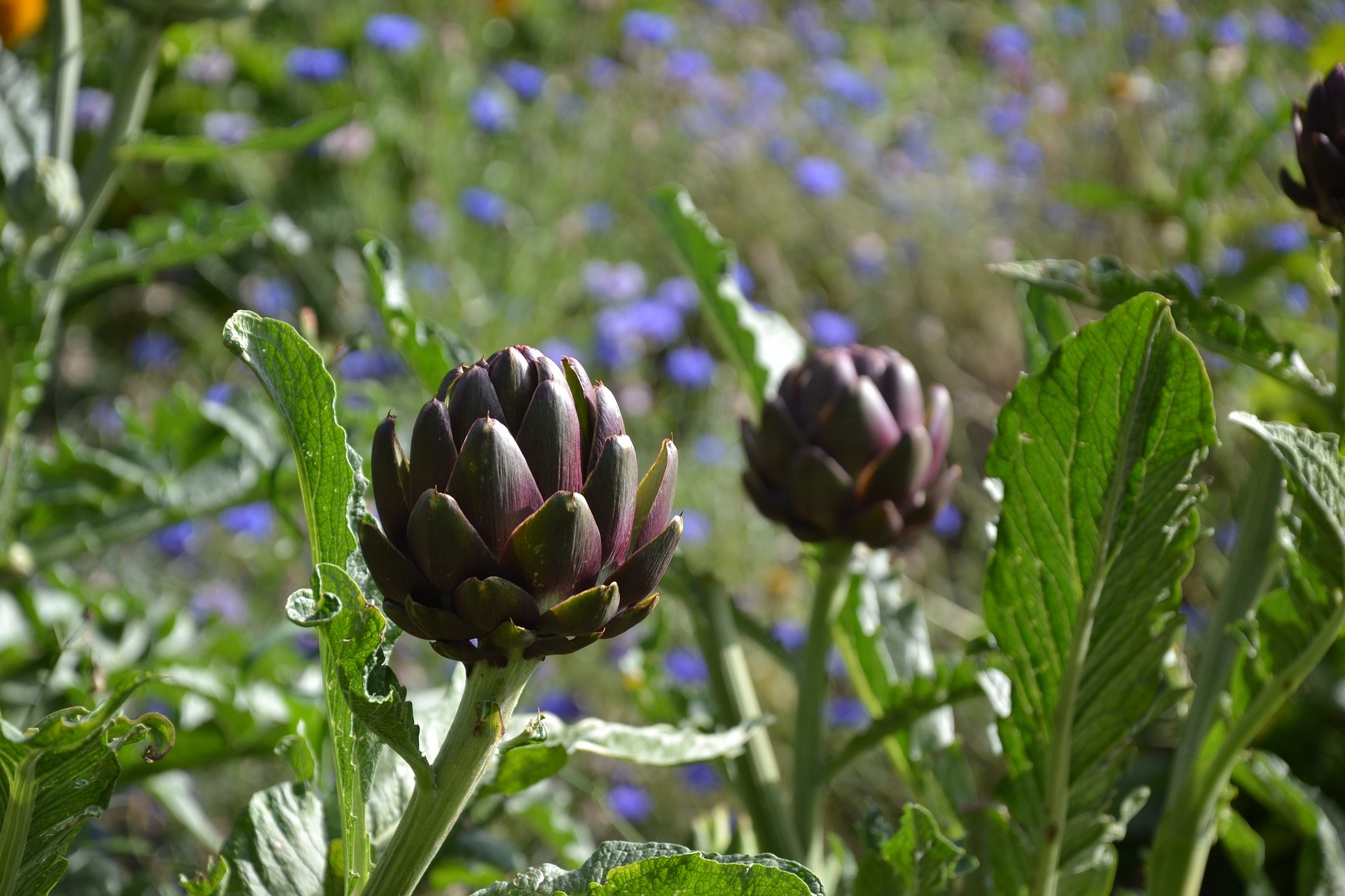 อาร์ติโชคสีม่วง - Purple Artichoke