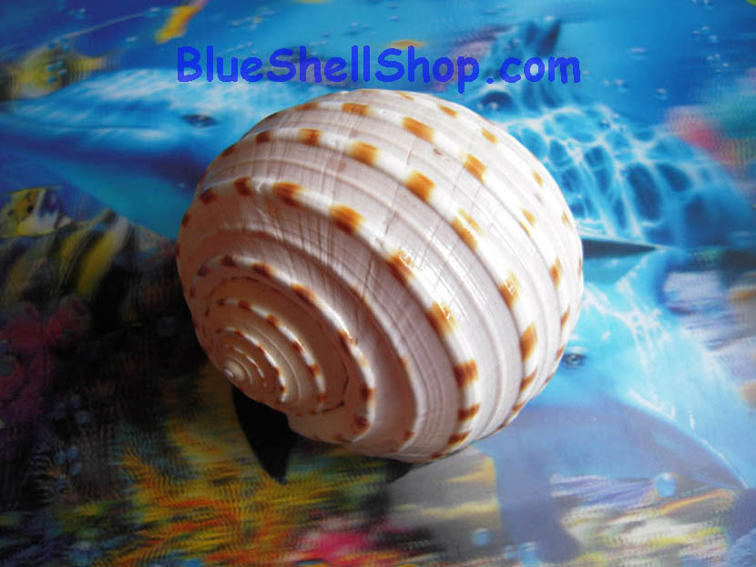 หอยโข่งจุด