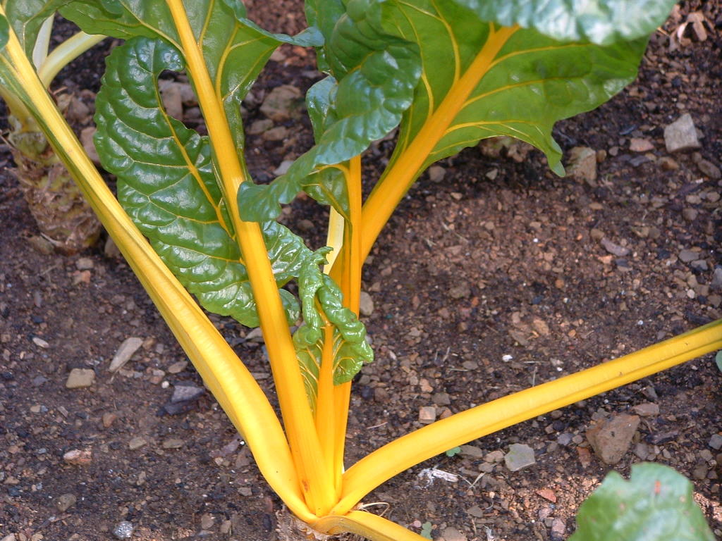 สวิสชาร์ดสีเหลือง - Bright Yellow Swiss Chard