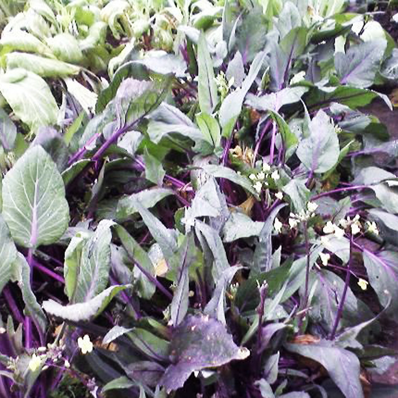 กวางตุ้งก้านแดง - Red Choy Sum