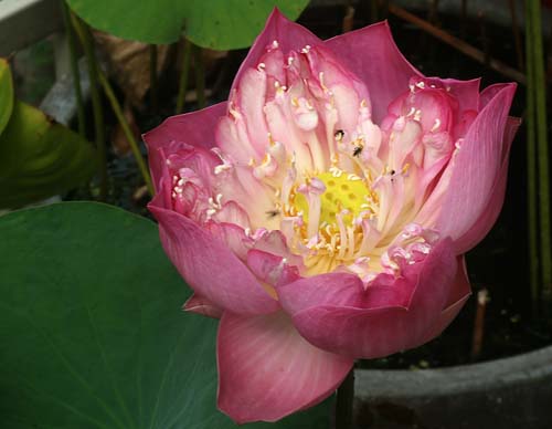 ดอกบัวหลวงสีชมพู - Lotus