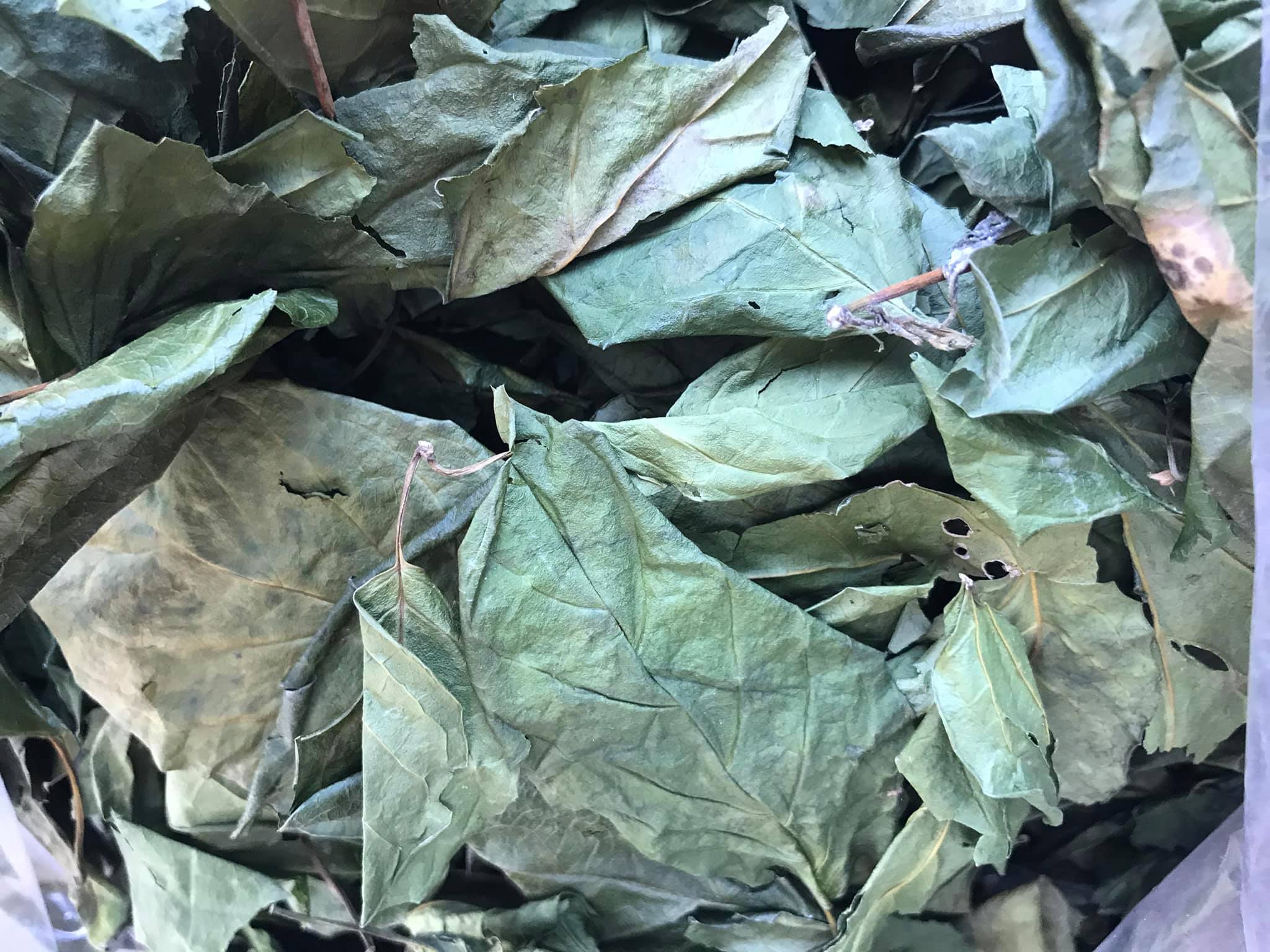 ชาชงผักเชียงดา ชาเชียงดา Gymnema tea ขนาดบรรจุ 30 ซองชา ชาชงผักเชียงดา ได้รับเครื่องหมาย ประทับตรา NFI ชาผักเชียงดา ปลอดสาร ไม่ผสมสมุนไพรตัวอื่นๆ เหมาะสำหรับผู้ที่มีปัญหา เบาหวาน ความดันโลหิตสูง ไขมันพอกตับ ไขมันในเส้นเลือด ช่วยในเรื่องลดคลอเรสเตอรอล