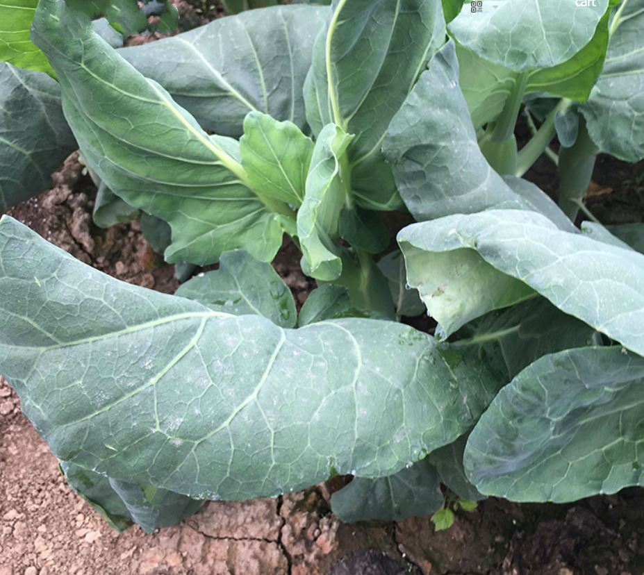 คะน้าเห็ดหอม - Chinese Kale