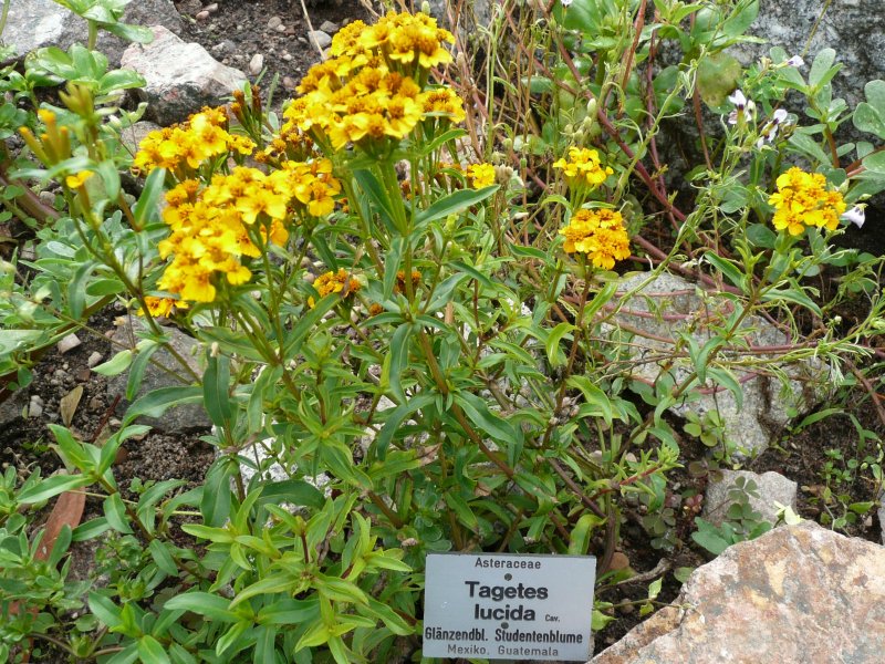 ดาวเรืองเม็กซิโก - Marigold Mexican