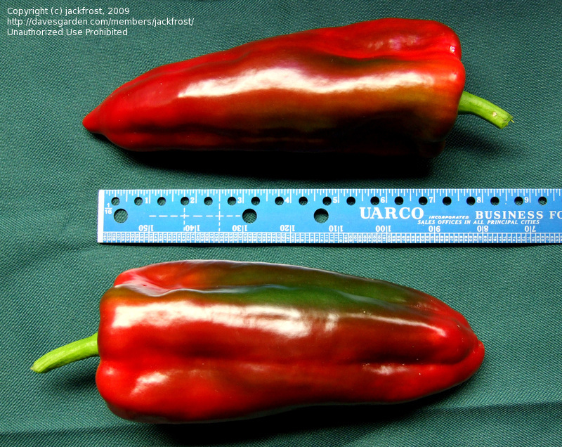 พริกหวานเขากระทิงสีแดง - Red Bulls Horn Pepper