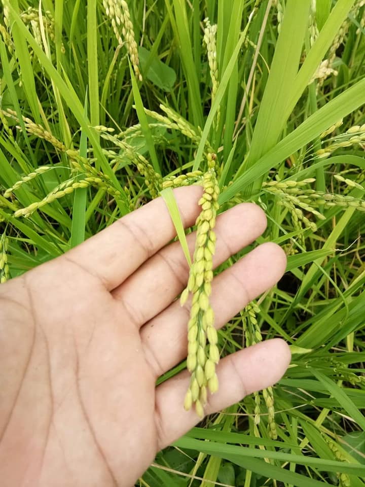 ข้าวญี่ปุ่นโคชิฮิคาริ - Koshihikari Japanese Rice