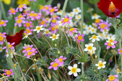 เลปโตซิฟอนคละสี - Mixed Leptosiphon