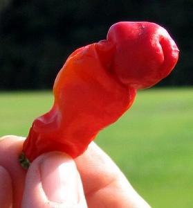 พริกกระจู๋สีแดง - Red Peter Pepper