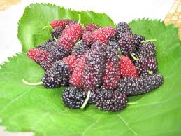 หม่อนม่วง - Purple Mulberry