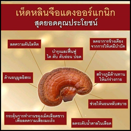 S.O.M. Lingzhi Sun หลินจือ ซัน ผลิตภัณฑ์เสริมอาหาร