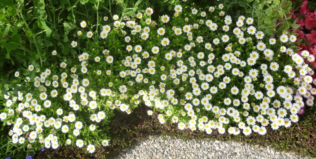 เดซี่เลื้อย - Creeping Daisy