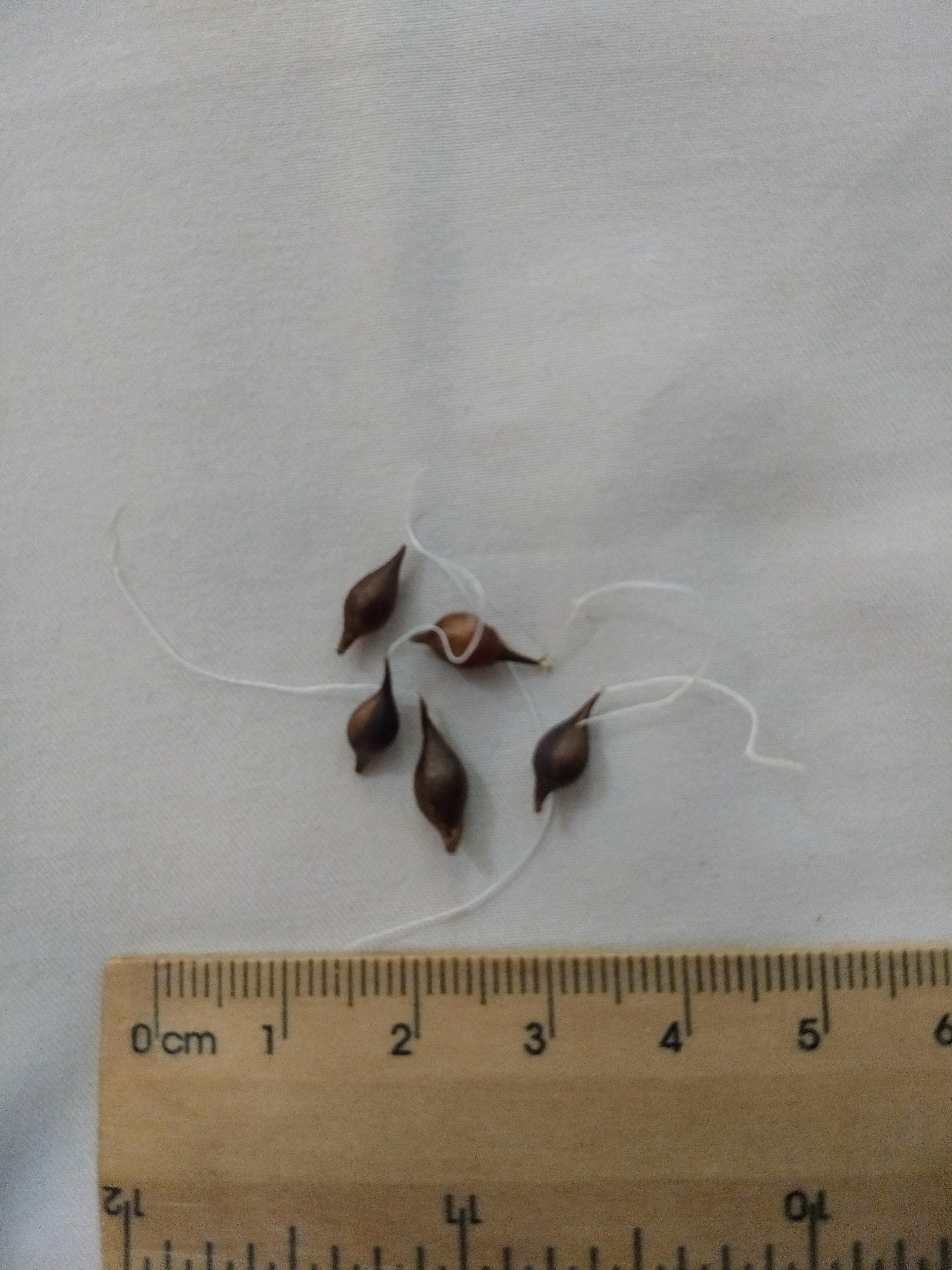 ผีเสื้อราตรีปอมปอมสีชมพู - Oxalis nidulans pompom 5 หัว